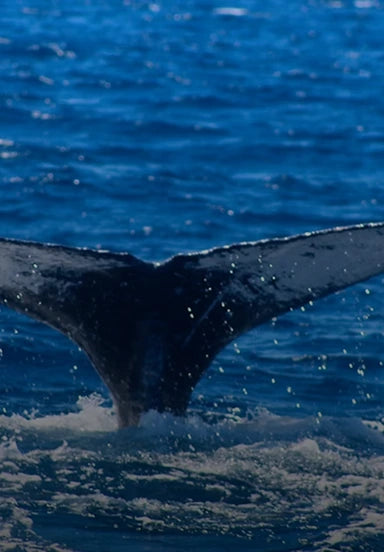 Cabo Whale Watching Tour